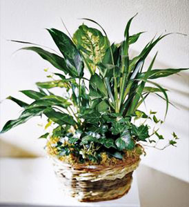 Exotic Assortment Plant Basket